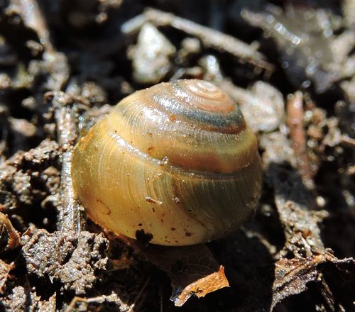 Globose Dome Snail