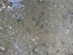 Cyprinodon variegatus variegatus