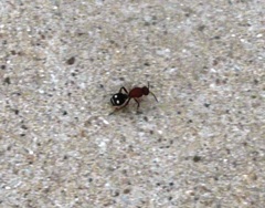 Dasymutilla quadriguttata