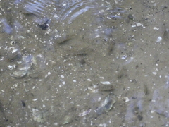 Cyprinodon variegatus variegatus