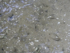 Cyprinodon variegatus variegatus