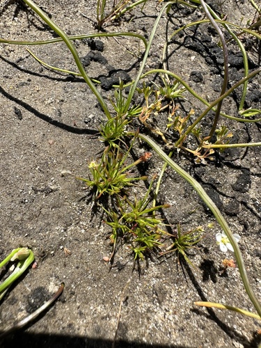 Image of Juncus luciensis by (c) Matt Berger, some rights reserved (CC BY)