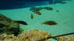 Herichthys minckleyi