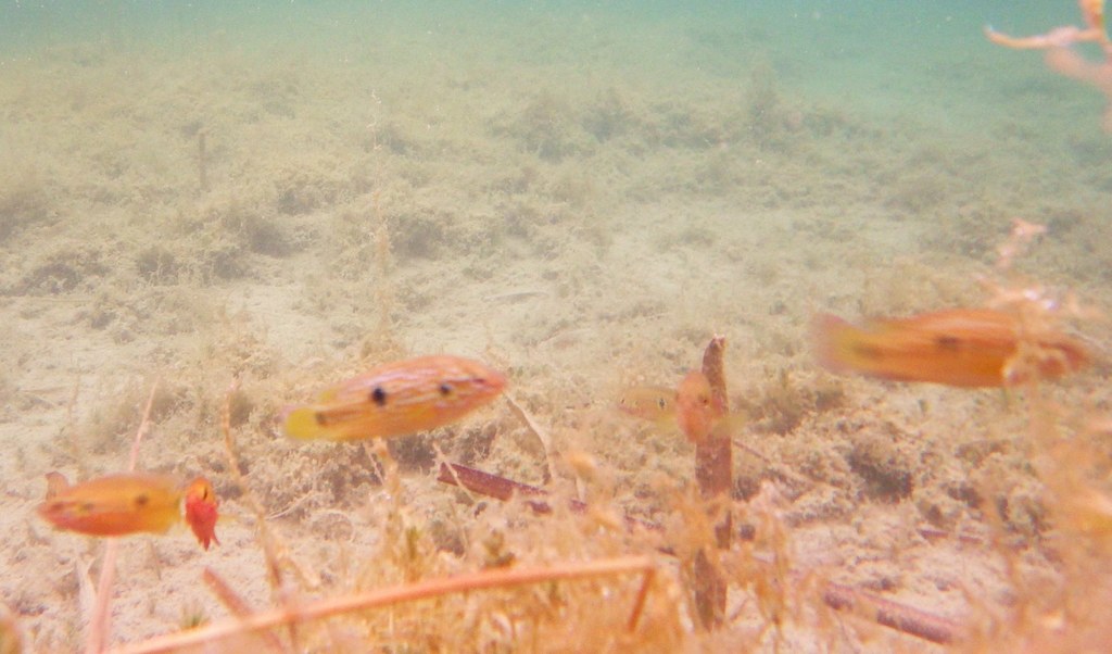 Joyau africain (Hemichromis bimaculatus)