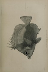 Bastard Cunningfish photo 2