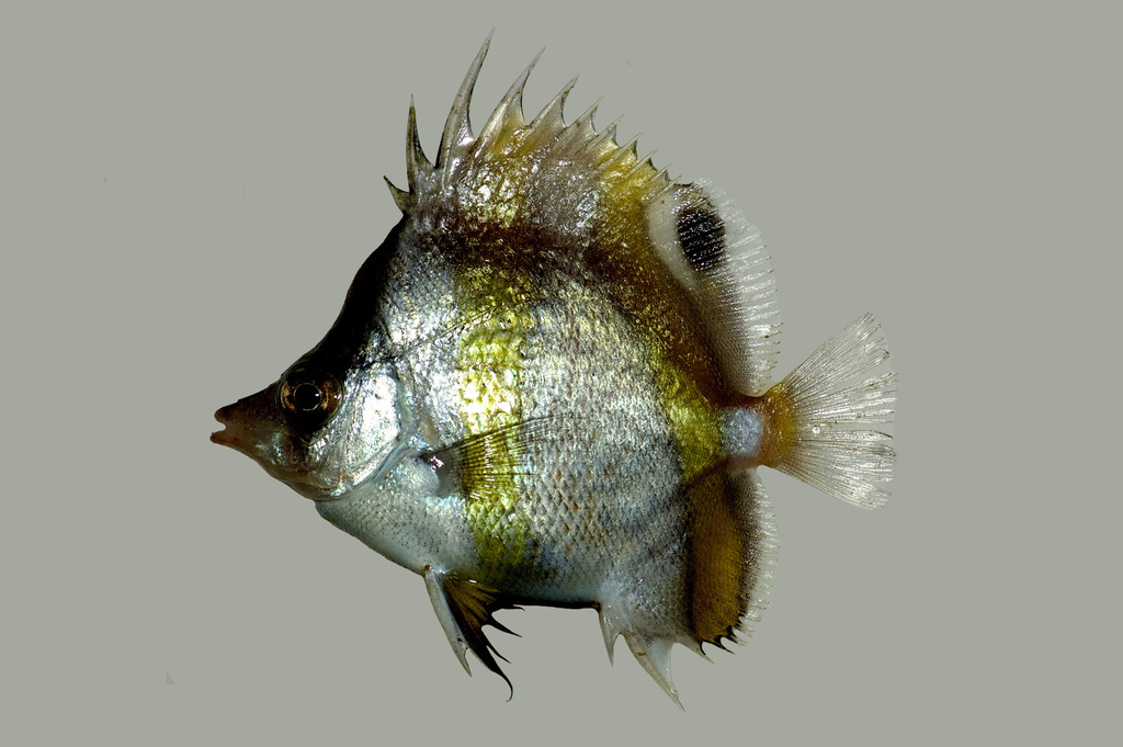 Triple-Banded Butterflyfish