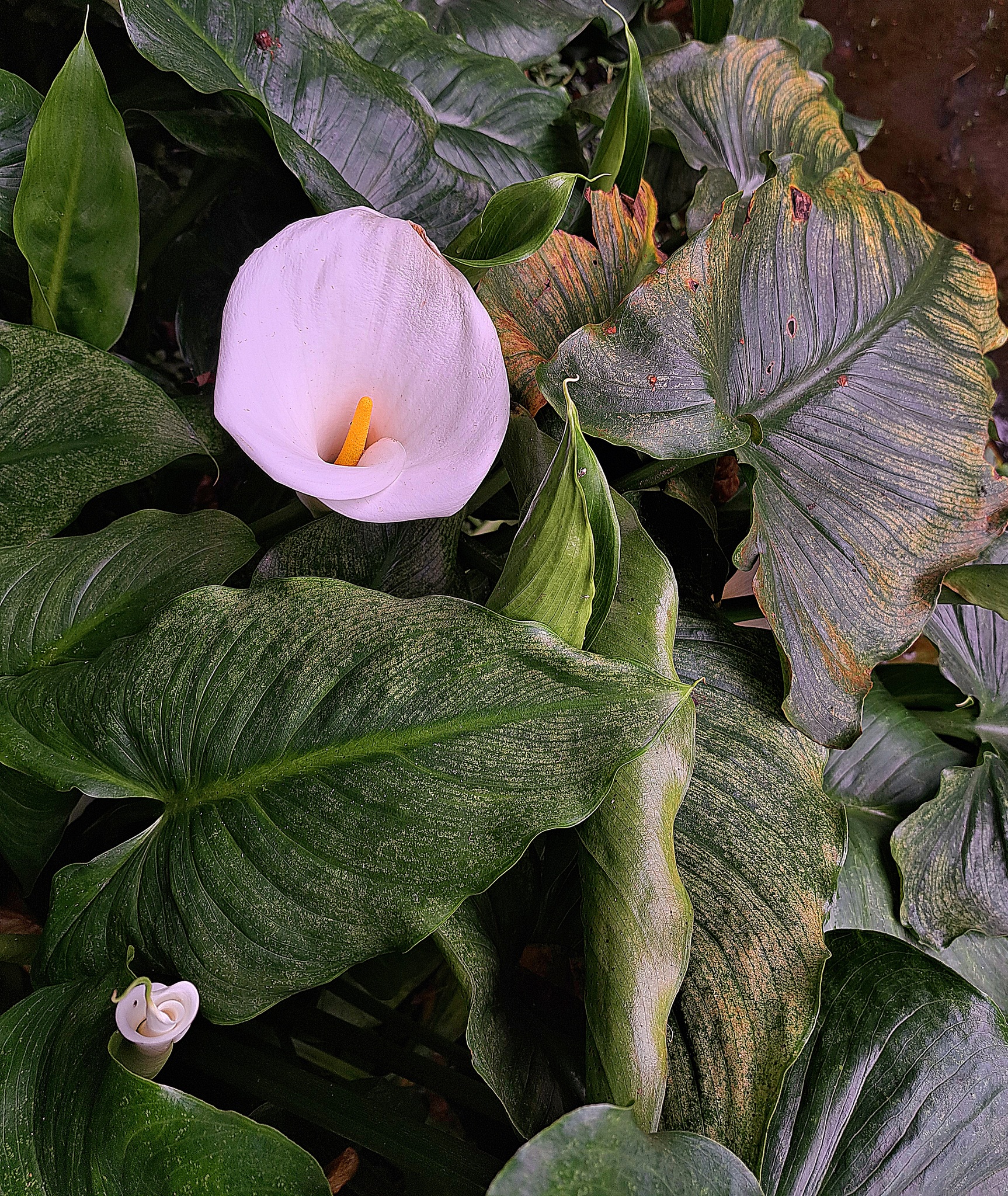 Zantedeschia aethiopica