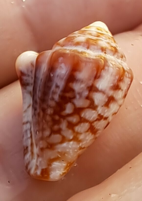 Microcithara harpiformis