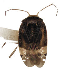 Wekamiris auropilosus