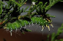 Eacles imperialis pini