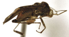 Wekamiris auropilosus