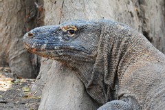 Varanus komodoensis