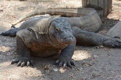 Varanus komodoensis