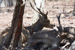Rusa timorensis