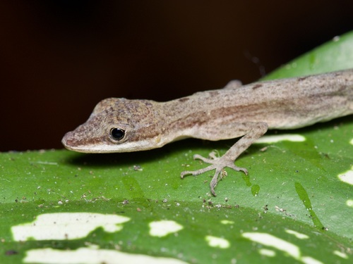 Border Anole, photo 5 of 10