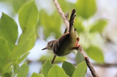 Prinia familiaris