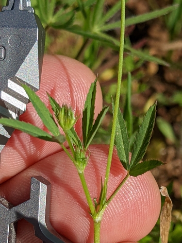 Image of Trifolium oliganthum by (c) Ken-ichi Ueda, some rights reserved (CC BY)