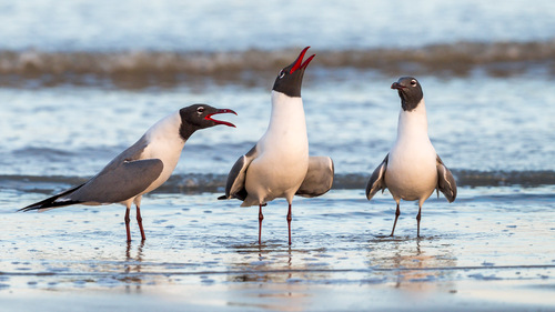 Gaviota guanaguanare (Larus atricilla)