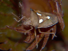 Aspavia albidomaculata