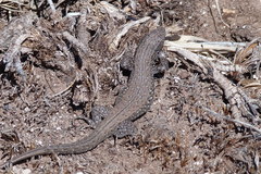 Liolaemus cyaneinotatus