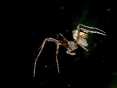 Cyphalonotus benoiti