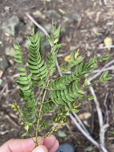 Albizia lebbeck observed 2023-04-12