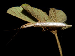 Galepsus