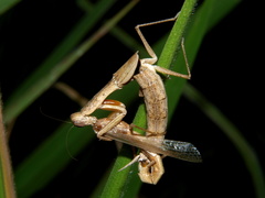 Galepsus