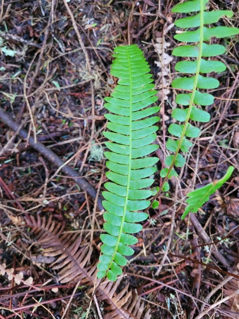deer fern from Oak Harbor, WA 98277, USA on April 12, 2023 at 10:55 AM ...