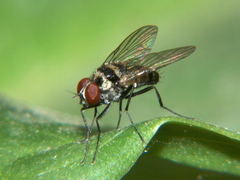 Limnophora