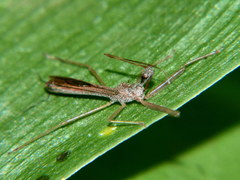 Nagusta
