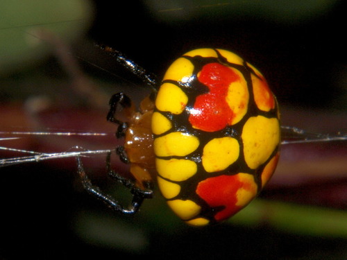 Pink Ladybeetle Spider