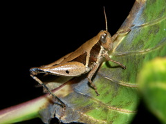 Phaeocatantops solitarius