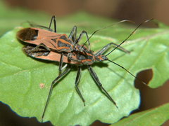 Pseudophonoctonus paludatus