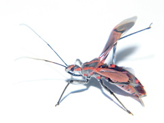 Pseudophonoctonus paludatus