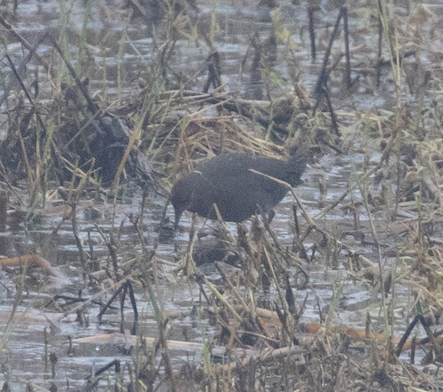 Brown Crake (Zapornia akool), photo 6