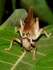 Stictogryllacris punctata