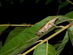 Stictogryllacris punctata