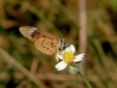 Acraea encedon