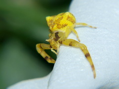 Thomisus citrinellus