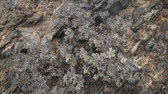 Eberlanzia