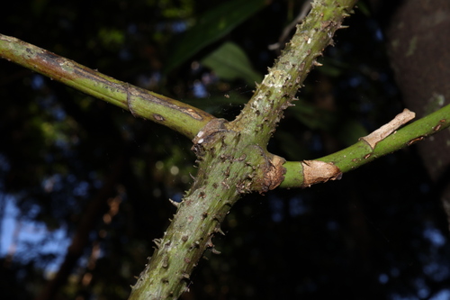 Image of Prickly Supplejack (Ripogonum discolor) by (c) Thomas Mesaglio, some rights reserved (CC BY)