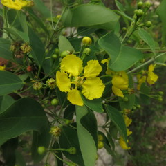 Stigmaphyllon ellipticum