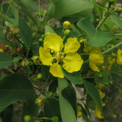 Stigmaphyllon ellipticum