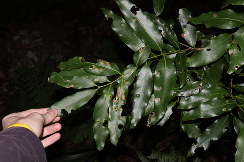Image of Cinnamomum oliveri by (c) Thomas Mesaglio, some rights reserved (CC BY)