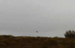 Mirafra apiata apiata