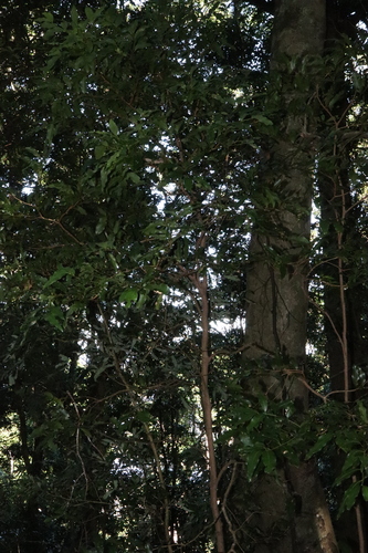 Image of Cinnamomum oliveri by (c) Thomas Mesaglio, some rights reserved (CC BY)
