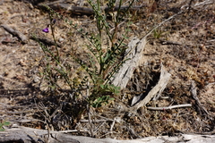 Swainsona microphylla