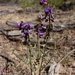 Swainsona microphylla - Photo (c) Wayne Martin, algunos derechos reservados (CC BY-NC)