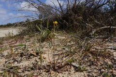 Bulbine semibarbata